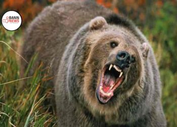 Woman Killed in Wild Bear Attack in Mawer, Village