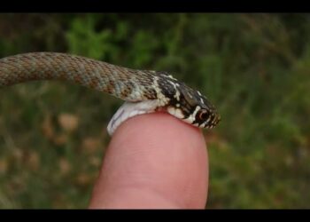 Snake bite leaves boy injured in Srinagar’s uptown