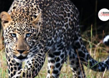 Boy Injured in Leopard Attack in Handwara Village