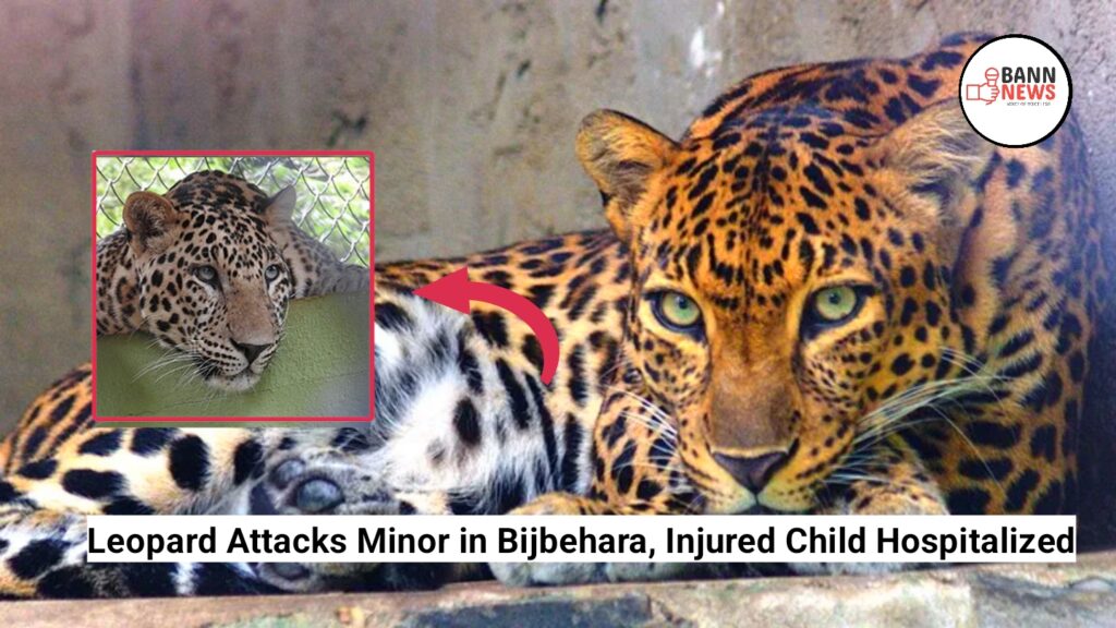 Leopard Attacks Minor in Bijbehara, Injured Child Hospitalized 1 1000221502