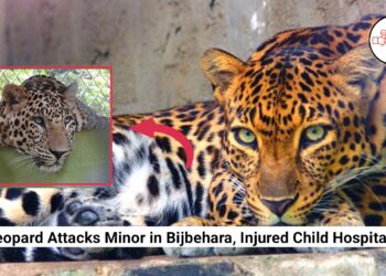 Leopard Attacks Minor in Bijbehara, Injured Child Hospitalized