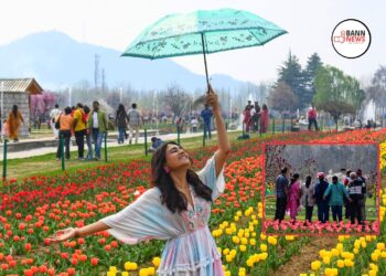 Tulip Garden Srinagar: A Must-Visit Spring Wonderland